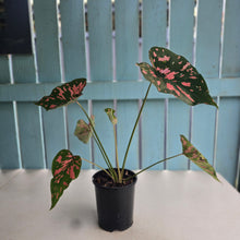 Load image into Gallery viewer, #G5 Caladium Dart Frog