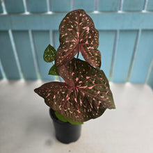 Load image into Gallery viewer, #G34 Caladium Raspberry Ripple
