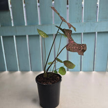 Load image into Gallery viewer, #G34 Caladium Raspberry Ripple