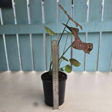 Load image into Gallery viewer, #G34 Caladium Raspberry Ripple