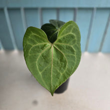 Load image into Gallery viewer, #E7 Anthurium Clarinervium x