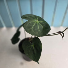 Load image into Gallery viewer, #E7 Anthurium Clarinervium x