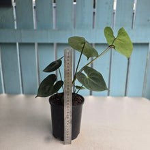 Load image into Gallery viewer, #E7 Anthurium Clarinervium x