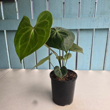 Load image into Gallery viewer, #E7 Anthurium Clarinervium x