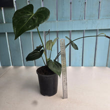 Load image into Gallery viewer, #M9 Anthurium Clarinervium x