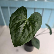 Load image into Gallery viewer, #M9 Anthurium Clarinervium x