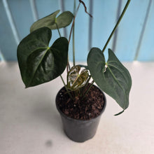 Load image into Gallery viewer, #M9 Anthurium Clarinervium x