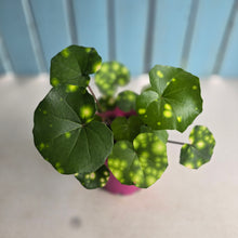 Load image into Gallery viewer, #B97 Farfugium Japonicum 'Gold Spotted Leopard Plant