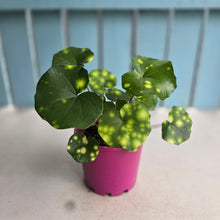 Load image into Gallery viewer, #B97 Farfugium Japonicum 'Gold Spotted Leopard Plant