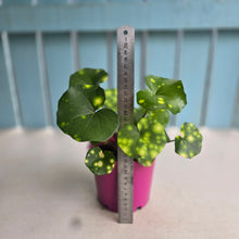 Load image into Gallery viewer, #B97 Farfugium Japonicum 'Gold Spotted Leopard Plant