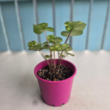 Load image into Gallery viewer, #B97 Farfugium Japonicum 'Gold Spotted Leopard Plant