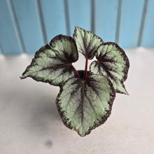 Load image into Gallery viewer, #P4 Begonia Unknown