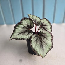 Load image into Gallery viewer, #P4 Begonia Unknown