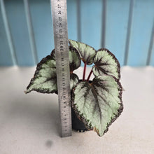 Load image into Gallery viewer, #P4 Begonia Unknown
