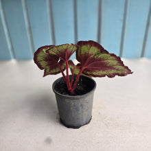Load image into Gallery viewer, #P4 Begonia Unknown