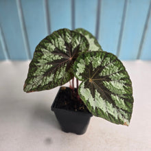 Load image into Gallery viewer, #B91 Begonia Silver Legend