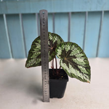 Load image into Gallery viewer, #B91 Begonia Silver Legend
