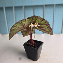 Load image into Gallery viewer, #B91 Begonia Silver Legend