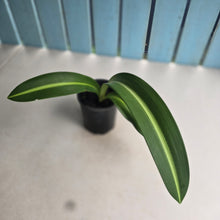 Load image into Gallery viewer, #H71 Hippeastrum Reticulatum