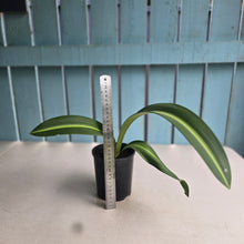 Load image into Gallery viewer, #H71 Hippeastrum Reticulatum