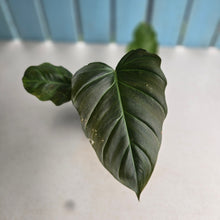 Load image into Gallery viewer, #32c Philodendron Corsinianum / Bronze Shield