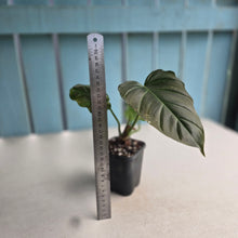 Load image into Gallery viewer, #32c Philodendron Corsinianum / Bronze Shield