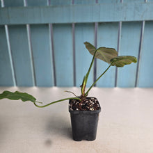 Load image into Gallery viewer, #32c Philodendron Corsinianum / Bronze Shield