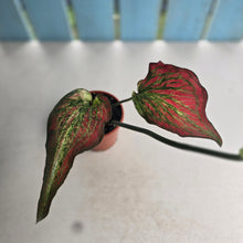 Load image into Gallery viewer, #H24 Caladium