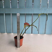 Load image into Gallery viewer, #H24 Caladium