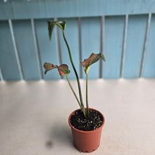 Load image into Gallery viewer, #H24 Caladium
