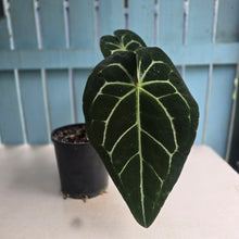 Load image into Gallery viewer, #B108 Large Anthurium Crystallinum x