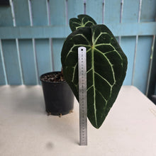 Load image into Gallery viewer, #B108 Large Anthurium Crystallinum x