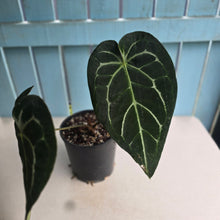 Load image into Gallery viewer, #B108 Large Anthurium Crystallinum x