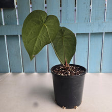 Load image into Gallery viewer, #B108 Large Anthurium Crystallinum x
