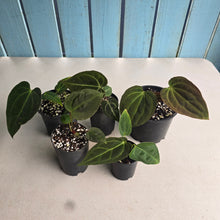 Load image into Gallery viewer, #H59 Anthurium Pack - 1 x A. Dressleri x Forgetii and 4 x NOIDs