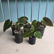 Load image into Gallery viewer, #H59 Anthurium Pack - 1 x A. Dressleri x Forgetii and 4 x NOIDs