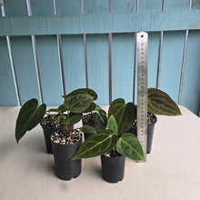 Load image into Gallery viewer, #H59 Anthurium Pack - 1 x A. Dressleri x Forgetii and 4 x NOIDs