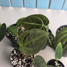 Load image into Gallery viewer, #H59 Anthurium Pack - 1 x A. Dressleri x Forgetii and 4 x NOIDs
