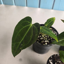 Load image into Gallery viewer, #H59 Anthurium Pack - 1 x A. Dressleri x Forgetii and 4 x NOIDs
