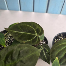 Load image into Gallery viewer, #H59 Anthurium Pack - 1 x A. Dressleri x Forgetii and 4 x NOIDs