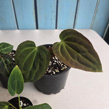Load image into Gallery viewer, #H59 Anthurium Pack - 1 x A. Dressleri x Forgetii and 4 x NOIDs