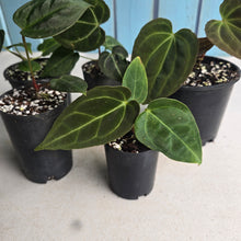 Load image into Gallery viewer, #H59 Anthurium Pack - 1 x A. Dressleri x Forgetii and 4 x NOIDs