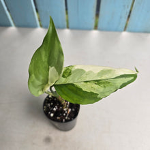 Load image into Gallery viewer, #G9 Aglaonema Modestum Variegatum