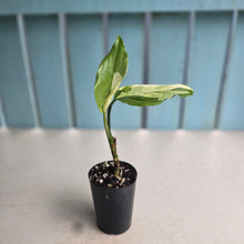 Load image into Gallery viewer, #G9 Aglaonema Modestum Variegatum