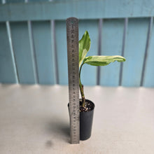 Load image into Gallery viewer, #G9 Aglaonema Modestum Variegatum
