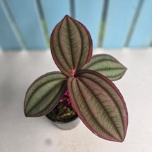 Load image into Gallery viewer, #B61 Medinilla Gregori Hambali