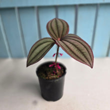 Load image into Gallery viewer, #B61 Medinilla Gregori Hambali