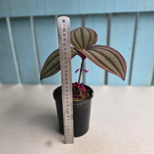 Load image into Gallery viewer, #B61 Medinilla Gregori Hambali