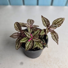 Load image into Gallery viewer, #B80 Sonerila Maculata
