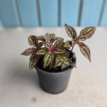 Load image into Gallery viewer, #B80 Sonerila Maculata